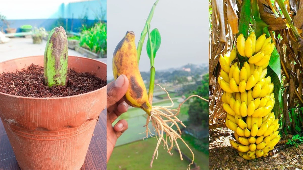 Banánovník v bytě: Tenhle žlutý trik s oddenkem urychlí růst - image 1