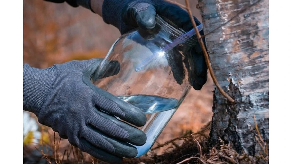 Březová míza: 3 chyby při sběru, které ničí účinek