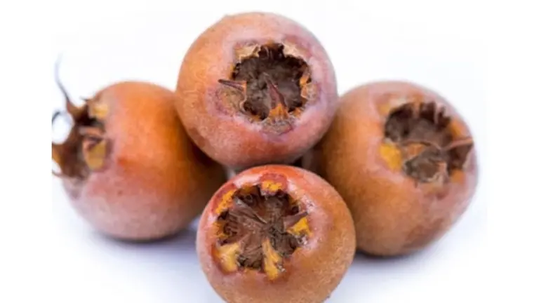 Kdoule: Žlutý zázrak v Albertu, který ignorujete — Fix na kašel