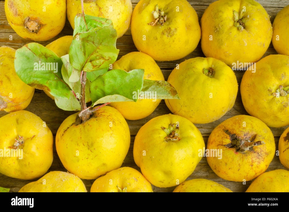 Kdoule: Žlutý zázrak v Albertu, který ignorujete — Fix na kašel - image 1