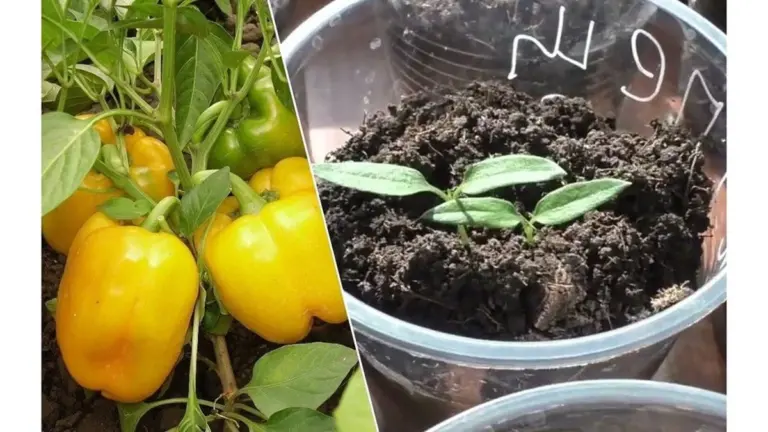 Papriky o 5 dní dříve: 20minutový trik probouzí semínka