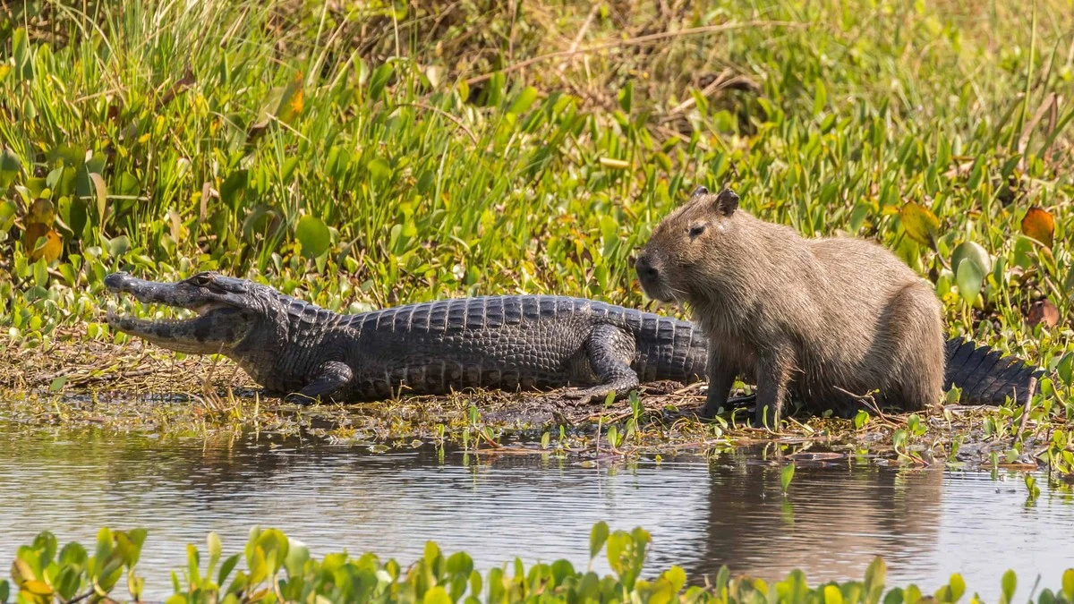 Proč aligátoři v horku neútočí na kapybary - image 1