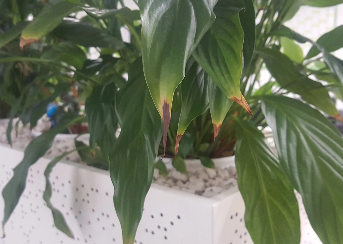 Proč pokojovkám hnědnou špičky listů: Příčina není v zalévání - image 1