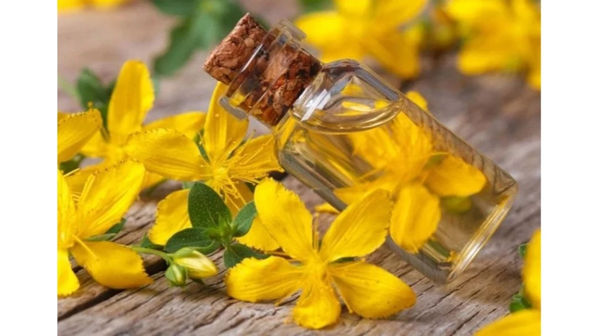 Proč zkušení bylinkáři vždy dávají sklenici s červeným olejem na slunné okno