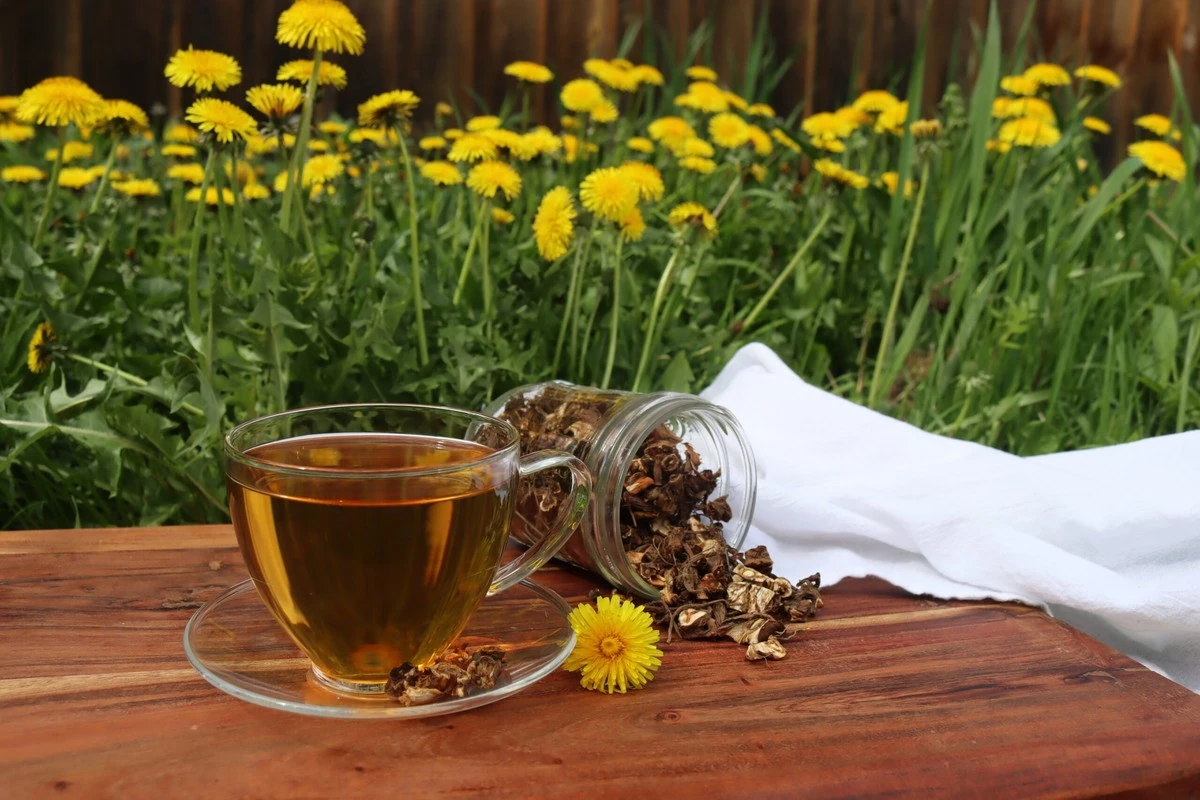 Proč zkušení bylinkáři nikdy nevyhazují kořen pampelišky - image 1