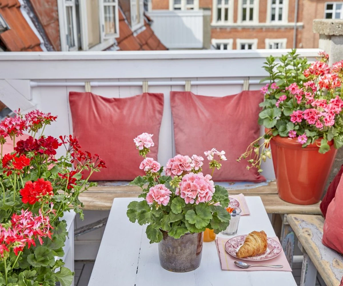 Proč zkušení čeští zahrádkáři přidávají kapku jódu do vody pro muškáty - image 1