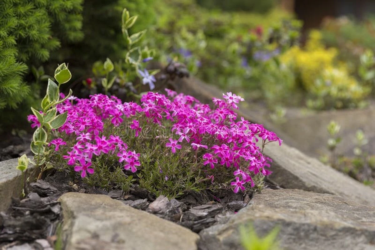 Proč zkušení čeští zahrádkáři sázejí mezi kameny plamenku šídlovitou - image 1