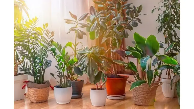 Proč zkušení floristi nikdy nesypou kávovou sedlinu do květináčů