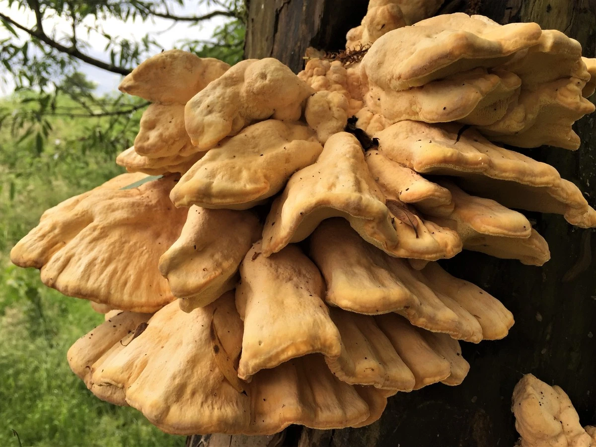 Proč zkušení houbaři v lese nikdy neminou oranžové „police“ na kmenech stromů - image 1