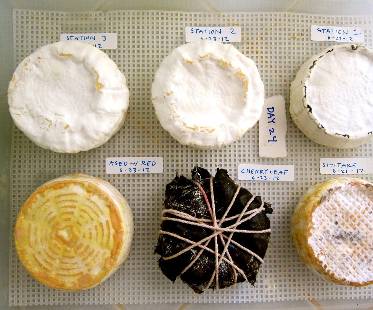 Proč zkušení kuchaři lijí litr kefíru do horkého mléka - image 1