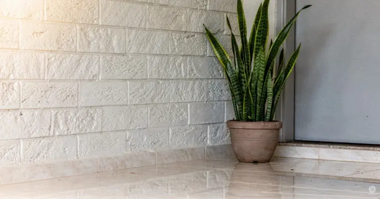 Proč zkušení pěstitelé v roce 2026 dávají tchýnin jazyk hned ke vchodovým dveřím