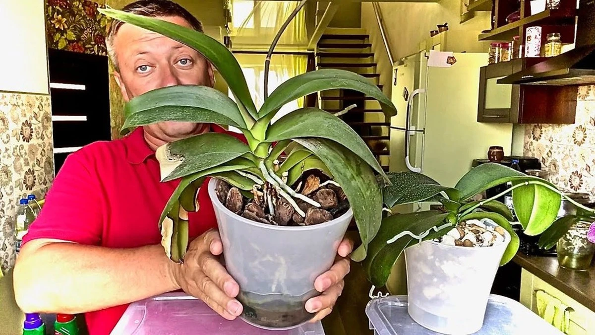 Proč zkušení pěstitelé sypou na kořeny orchidejí nenápadný hnědý prášek