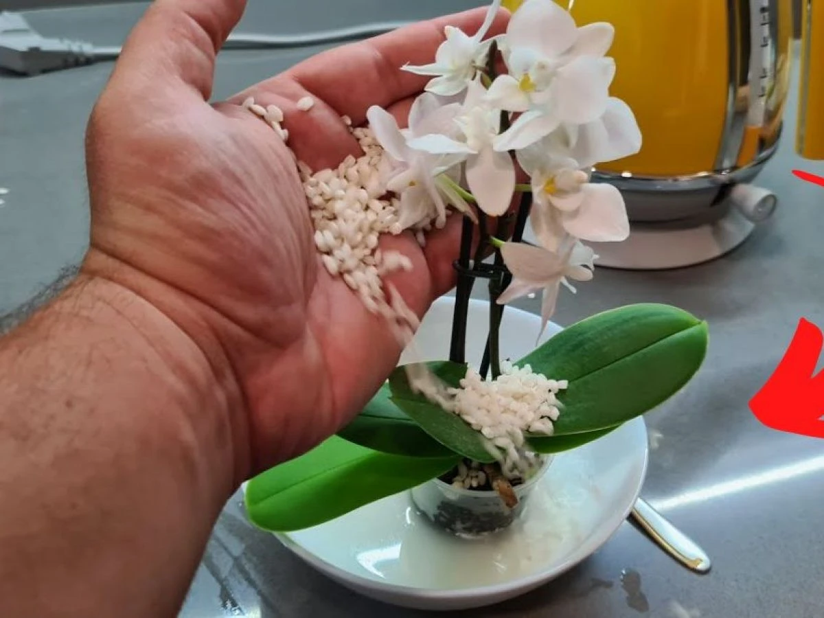 Proč zkušení pěstitelé zalévají orchideje jednou měsíčně rýžovou vodou - image 1