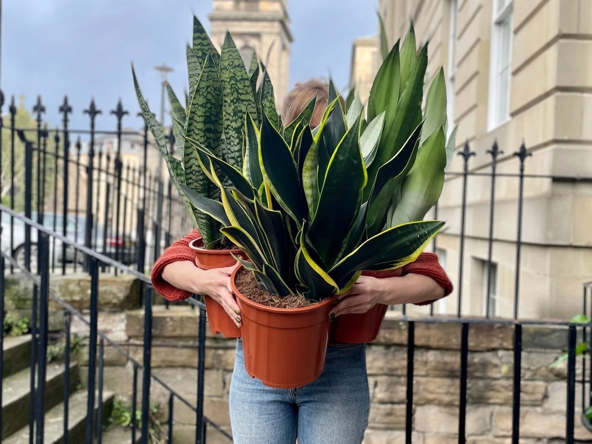 Proč zkušení pěstitelé v roce 2026 dávají tchýnin jazyk hned ke vchodovým dveřím - image 1