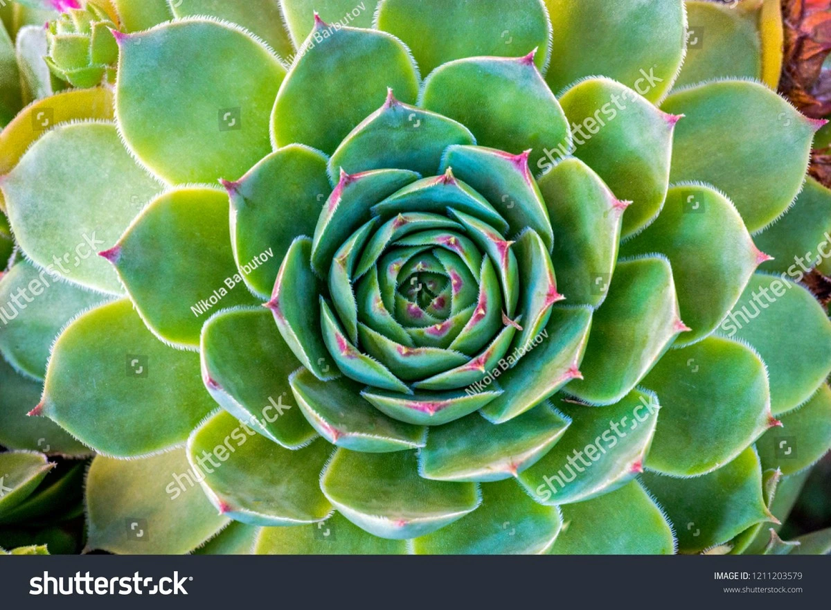 Proč zkušení pěstitelé ráno konzumují jeden list netřesku - image 1