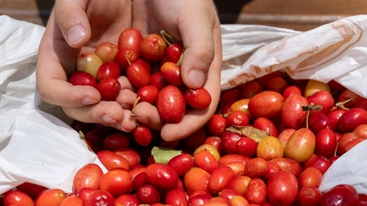 Proč zkušení výživáři dávají lžíci mražených brusinek do ranní kaše