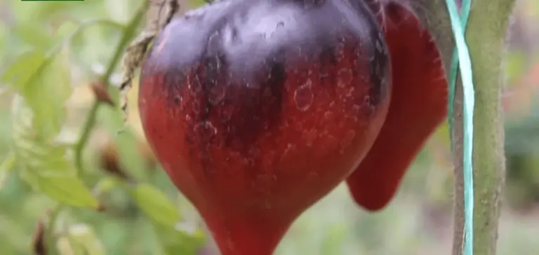 Proč zkušení zahradníci místo červených rajčat sázejí ta černá