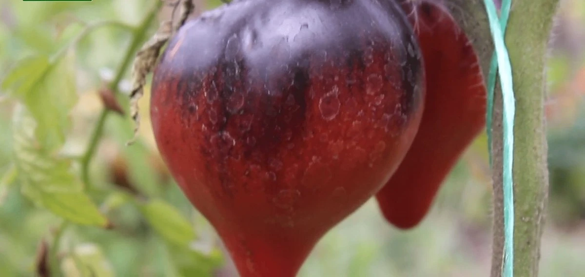 Proč zkušení zahradníci místo červených rajčat sázejí ta černá
