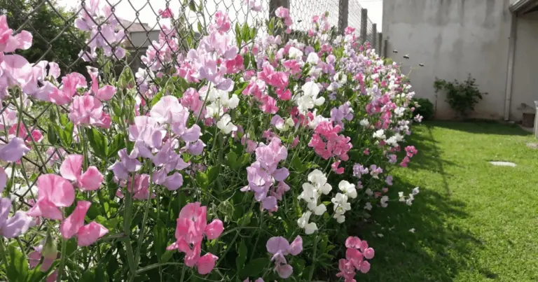 Proč zkušení zahradníci sázejí hrachor vonný podél plotů