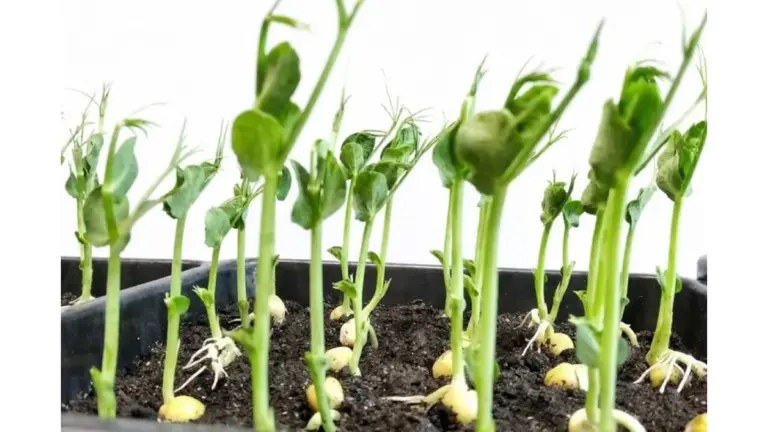 Proč zkušení zahrádkáři dávají stará semínka rajčat na vlhkou vatu