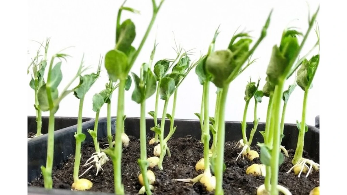 Proč zkušení zahrádkáři dávají stará semínka rajčat na vlhkou vatu