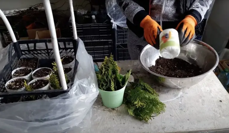 Proč zkušení zahradníci neodstraňují patku z větviček tújí