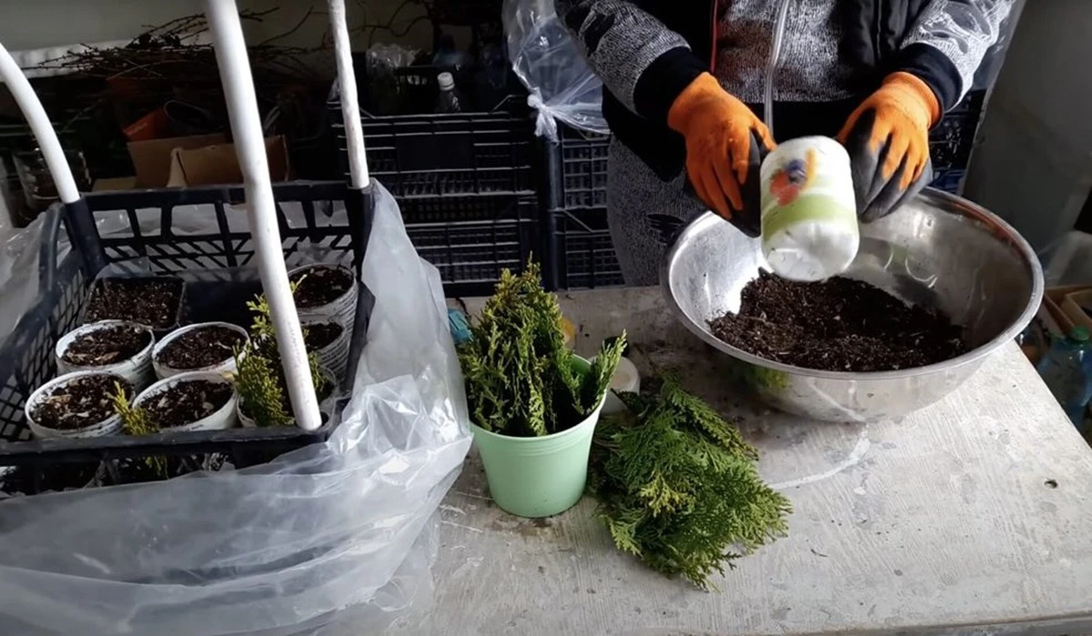 Proč zkušení zahradníci neodstraňují patku z větviček tújí