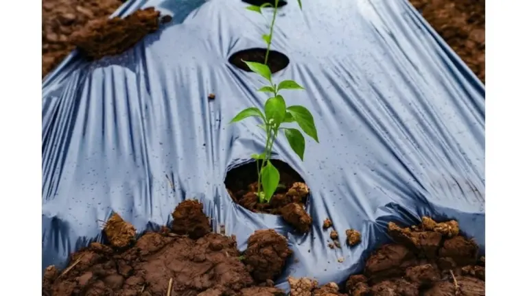 Proč zkušení zahrádkáři na jaře pokládají na záhony černou fólii