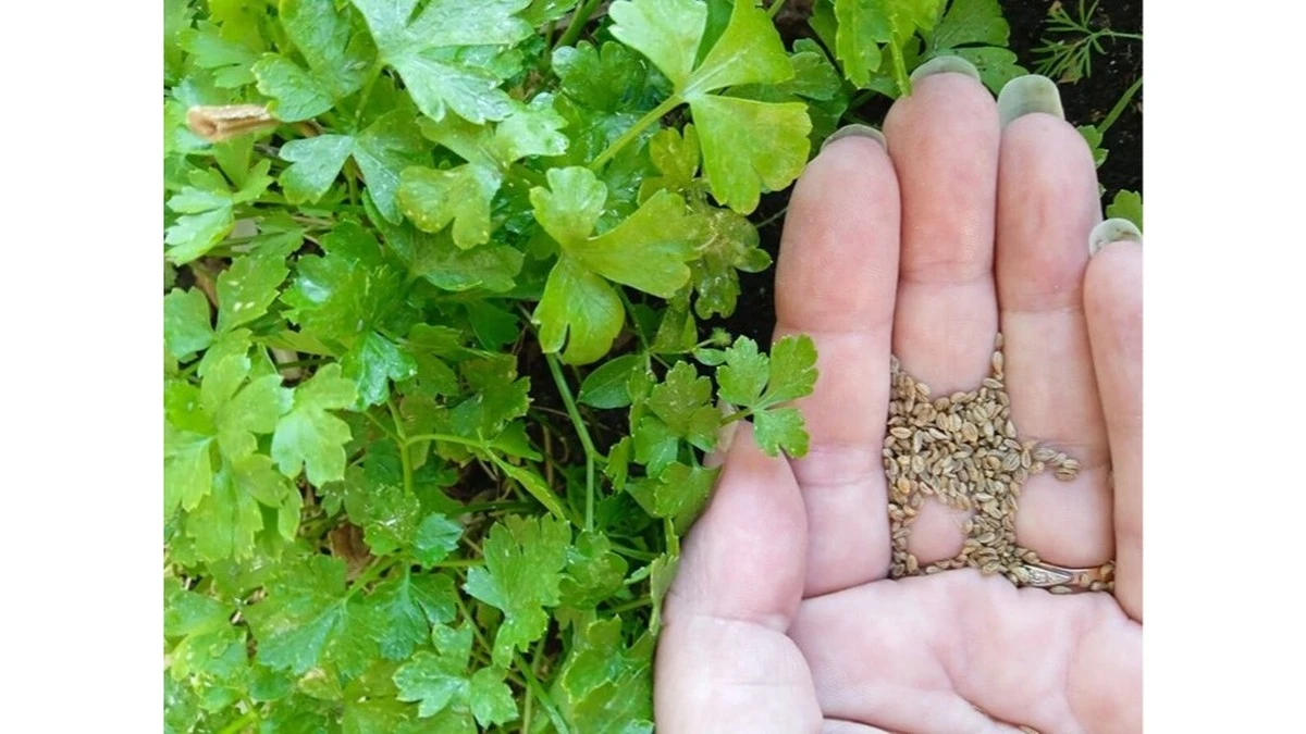 Proč zkušení zahrádkáři dávají semínka petržele na toaletní papír