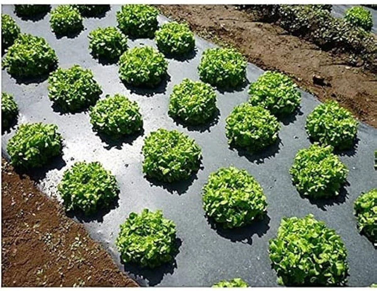 Proč zkušení zahrádkáři na jaře pokládají na záhony černou fólii - image 1