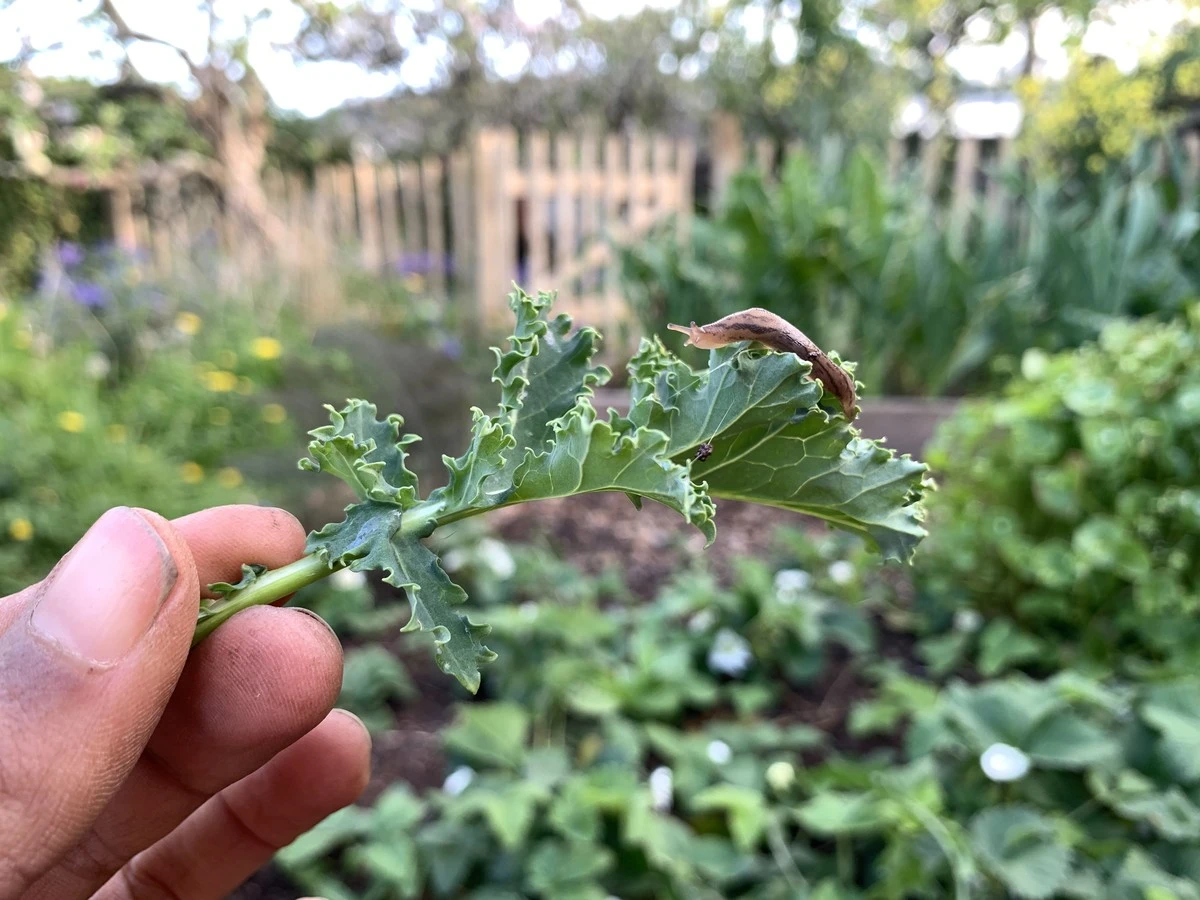 Proč zkušení zahradníci dávají stará polena s kefírem mezi záhony - image 1