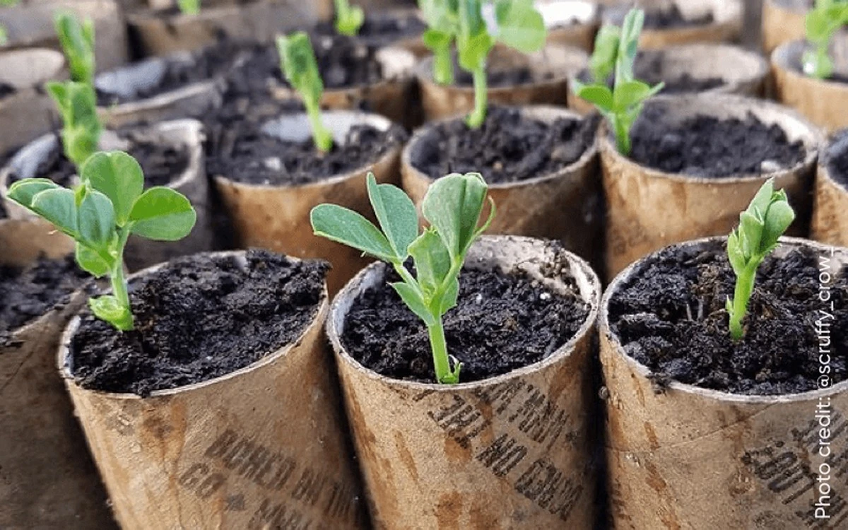 Proč zkušení zahrádkáři nevyhazují ruličky od toaletního papíru - image 1