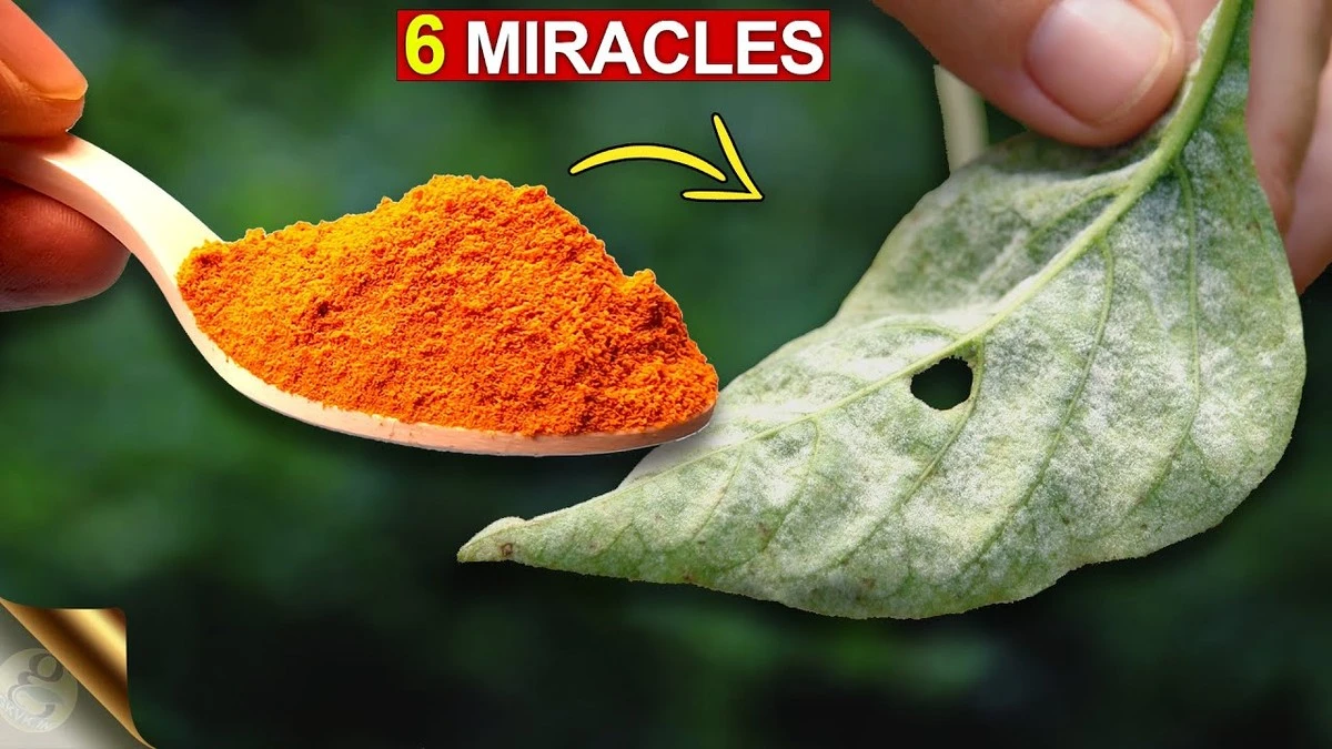 Proč zkušení zahrádkáři sypou kurkumu k rajčatům - image 1