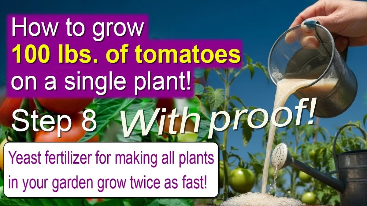 Proč zkušení zahrádkáři dávají kostku droždí do konve s vodou - image 1