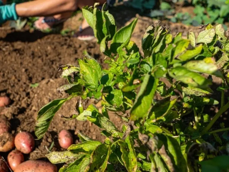 Proč zkušení zelináři vkládají do sklepů právě odrůdu Queen Anna