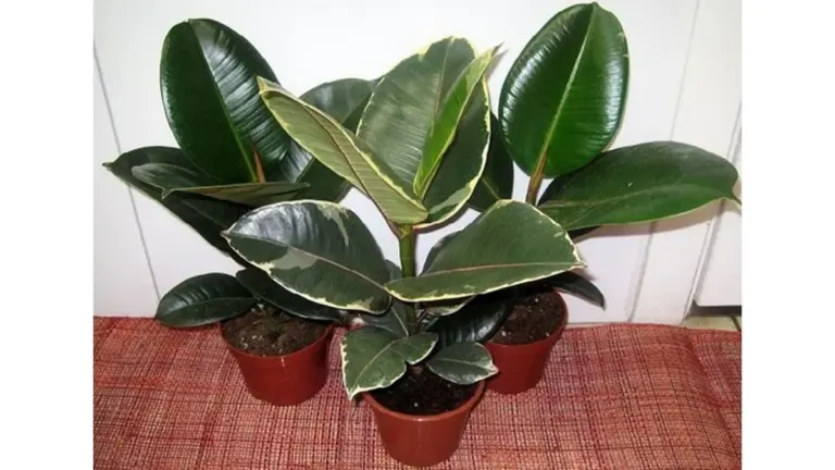 Starý ručník na parapetu: Trik, který v únoru zachrání vaše kytky