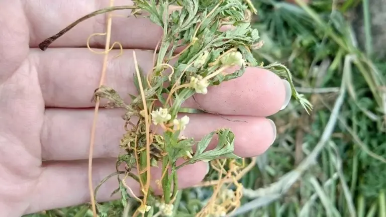 Ten hnědý plevel v záhonu: Geniální trik pro sazenice