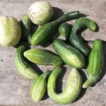 Proč jsou okurky hořké: Skutečný důvod se skrývá ve vaší konvi na zalévání