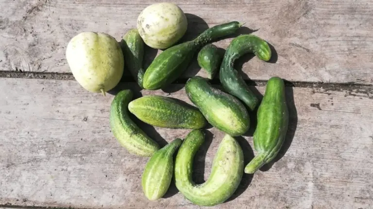 Proč jsou okurky hořké: Skutečný důvod se skrývá ve vaší konvi na zalévání