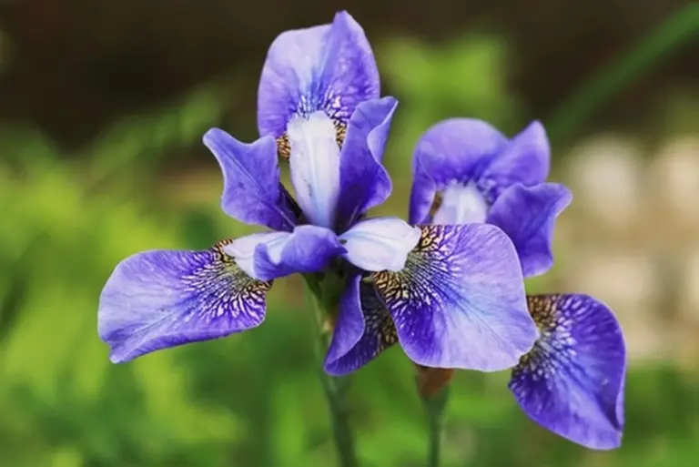 Proč lékaři varují před pitím kosatcového čaje při cukrovce