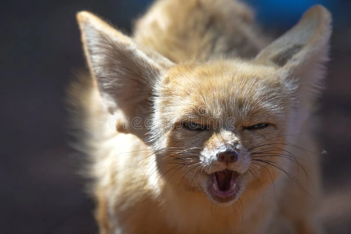 Proč mají nejmenší lišky světa uši skoro větší než hlavu - image 1