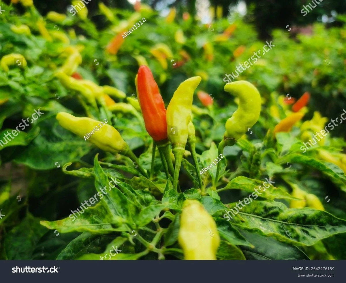 Proč se na paprikách dělají vrásky: Trik, jak poznat pálivost dříve, než se zakousnete - image 1