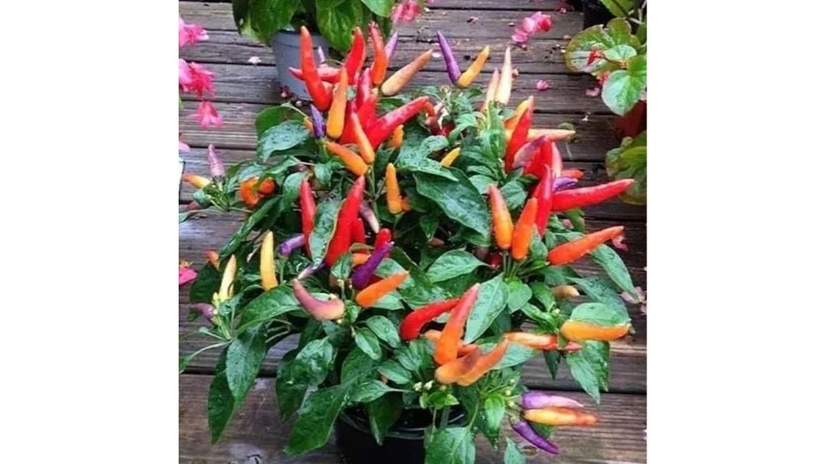 Proč se na paprikách dělají vrásky: Trik, jak poznat pálivost dříve, než se zakousnete