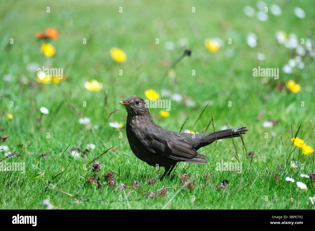 Proč se na vaši zahradu vrací kos: Není to náhoda, ale vysvědčení pro váš trávník - image 1