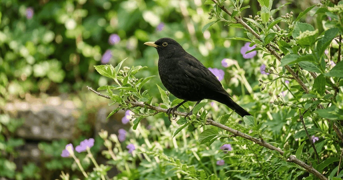 Proč se na vaši zahradu vrací kos: Není to náhoda, ale vysvědčení pro váš trávník