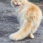 Proč se vaše kočka nemůže "uklidnit": Skrytý význam nočních koncertů, který mnoho majitelů ignoruje