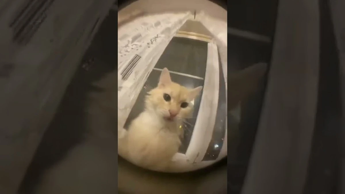 Proč se vaše kočka nemůže 