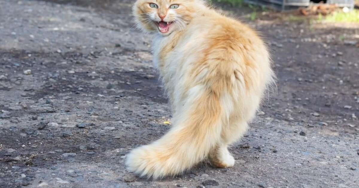 Proč se vaše kočka nemůže "uklidnit": Skrytý význam nočních koncertů, který mnoho majitelů ignoruje