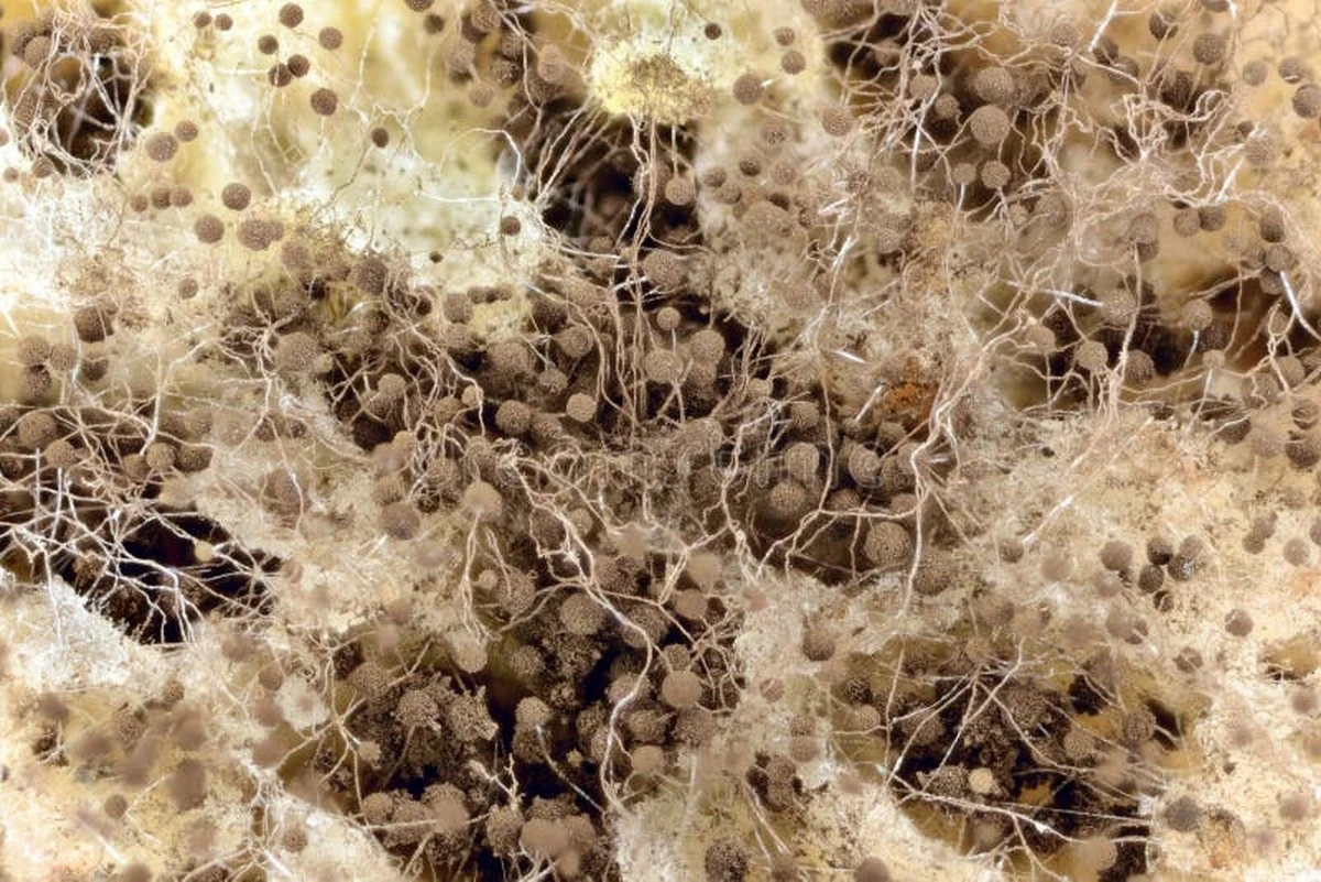 Proč se v baleném krájeném chlebu tvoří plíseň dříve, než ho stihnete sníst - image 1