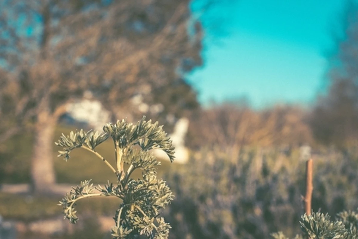 Proč zkušení bylinkáři nedají dopustit na snítku pelyňku v kuchyni